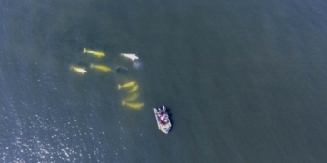 Researchers hope Beaufort Sea beluga tagging will shed light on whale diets, travelling habits