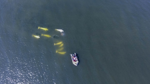 Researchers hope Beaufort Sea beluga tagging will shed light on whale diets, travelling habits