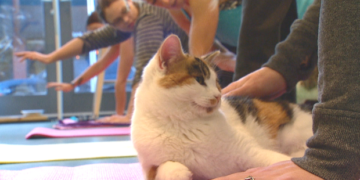 Cat yoga comes to Calgary at cafe in Kensington