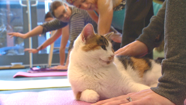 Cat yoga comes to Calgary at cafe in Kensington