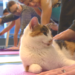 Cat yoga comes to Calgary at cafe in Kensington
