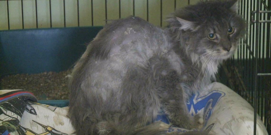 Fifteen dead cats found inside home