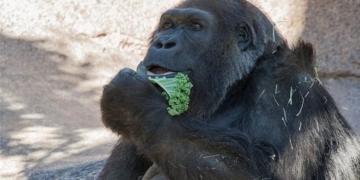 Vila, one of world's oldest gorillas, dies in captivity at 60