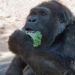 Vila, one of world's oldest gorillas, dies in captivity at 60