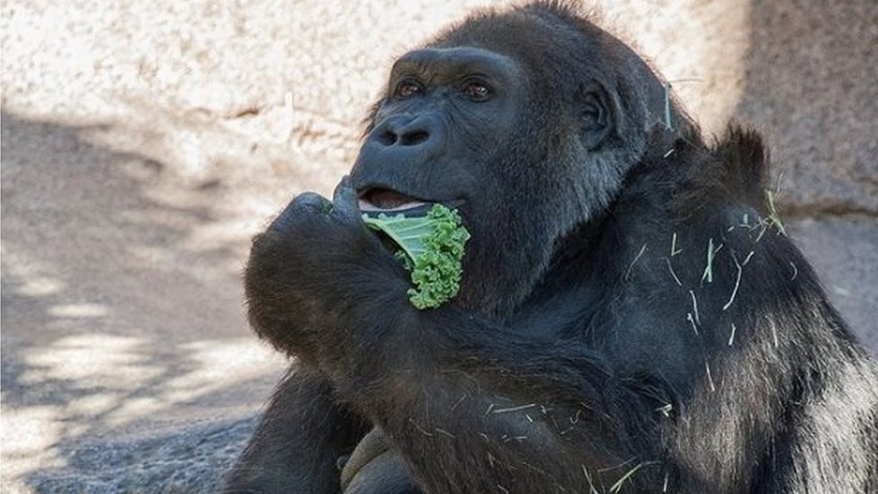 Vila, one of world's oldest gorillas, dies in captivity at 60