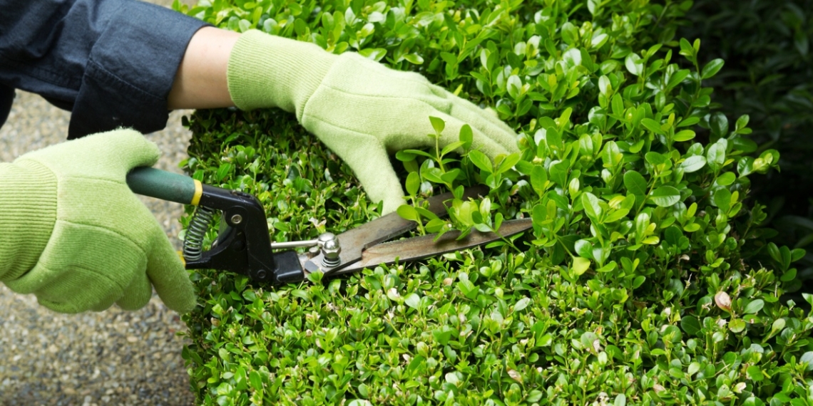 Declutter your garden with a good pruning before spring