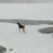 Rescue of dog from frozen B.C. lake caught on video