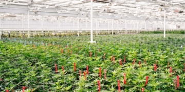 As legalization looms, more Metro Vancouver cities outlaw dispensaries and cannabis production