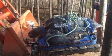 Leatherback turtle, not overturned boat, found washed up in Cape Breton