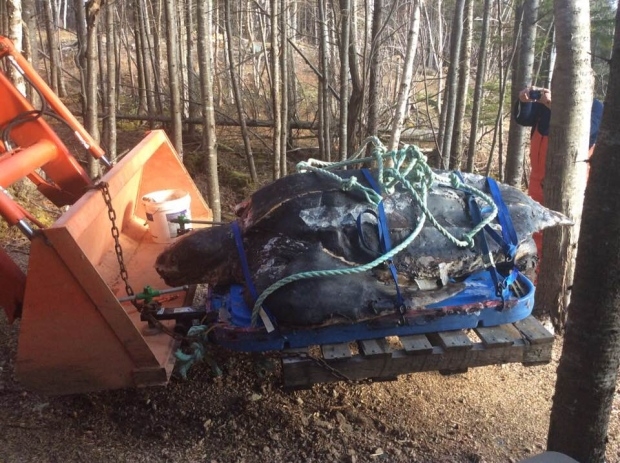 Leatherback turtle, not overturned boat, found washed up in Cape Breton