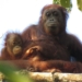 Borneo's orangutans at risk of extinction after population decreases by 148,500 in 16 years