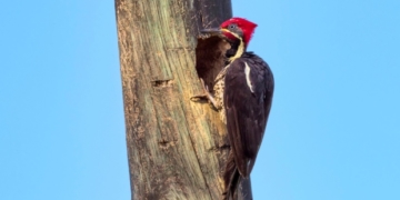 Brains of woodpeckers contain protein found in humans with brain damage