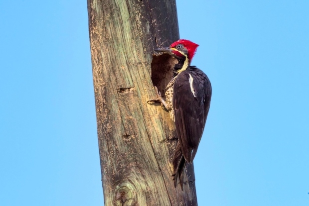 Brains of woodpeckers contain protein found in humans with brain damage