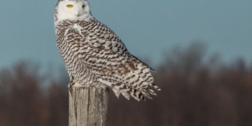 Calling all birdwatchers: Rare snowy owl 'irruption' grips Toronto