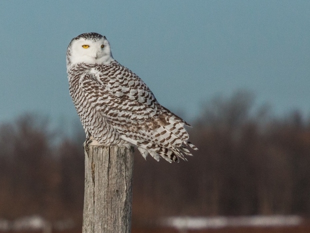 Calling all birdwatchers: Rare snowy owl 'irruption' grips Toronto