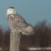 Calling all birdwatchers: Rare snowy owl 'irruption' grips Toronto