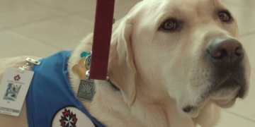 The therapy dogs roaming airports to ease travel stress