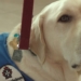 The therapy dogs roaming airports to ease travel stress