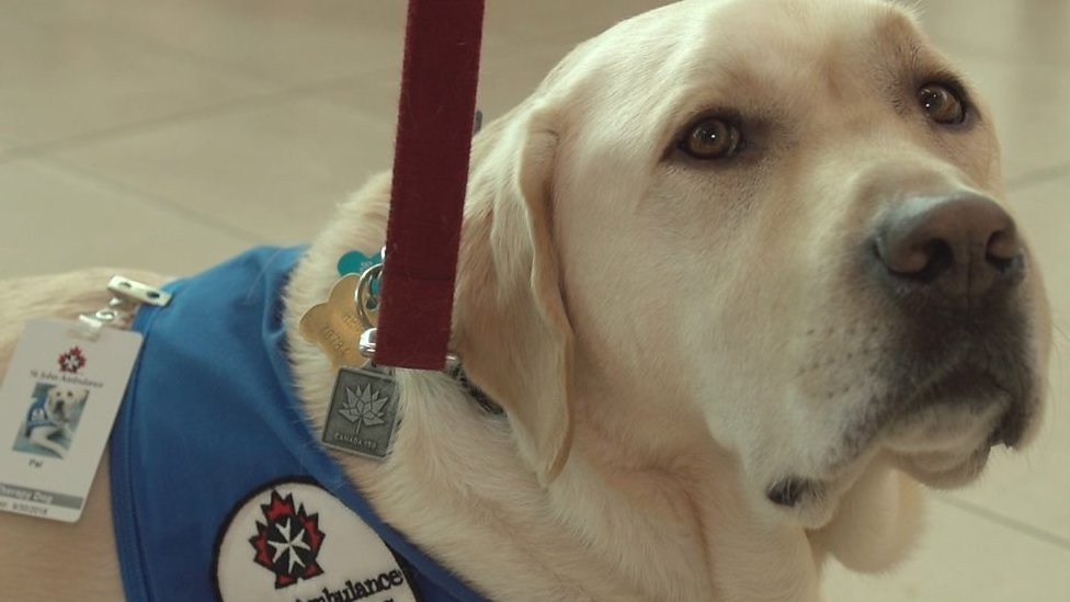 The therapy dogs roaming airports to ease travel stress