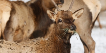 Leaping elk crashes low-flying research helicopter