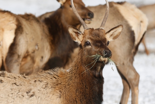 Leaping elk crashes low-flying research helicopter