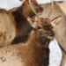 Leaping elk crashes low-flying research helicopter