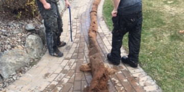 40 foot 'anaconda' tree root pulled from Osoyoos, B.C., storm drain