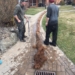 40 foot 'anaconda' tree root pulled from Osoyoos, B.C., storm drain