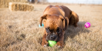 Easter eggs, ackee and saltfish, and hidden hockey legends: what's on in Calgary this weekend