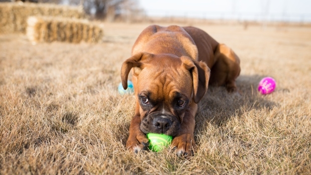 Easter eggs, ackee and saltfish, and hidden hockey legends: what's on in Calgary this weekend