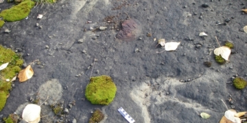 Future of B.C.'s largest dinosaur fossil collection in jeopardy as funding disagreement closes museum