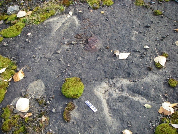 Future of B.C.'s largest dinosaur fossil collection in jeopardy as funding disagreement closes museum