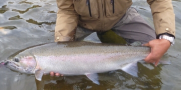 Tsilhqot'in First Nation closes fishery, forgoes Aboriginal right to steelhead