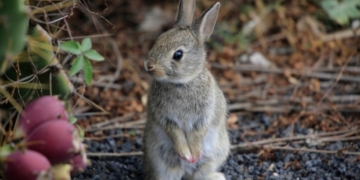 Vaccine against deadly rabbit disease coming to B.C.