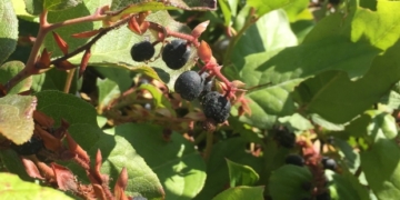 Move over blueberries — wild B.C. shrub produces contender for world's healthiest berry