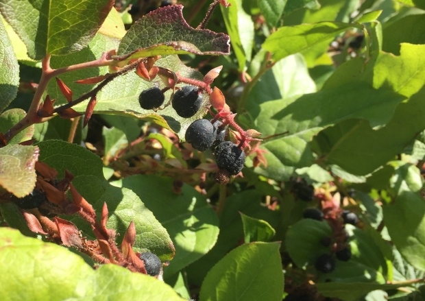 Move over blueberries — wild B.C. shrub produces contender for world's healthiest berry