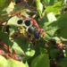 Move over blueberries — wild B.C. shrub produces contender for world's healthiest berry