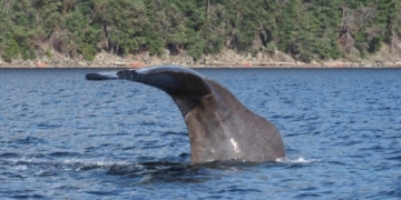 'Extremely rare' inshore sperm whale sighting caught on camera off Nanaimo