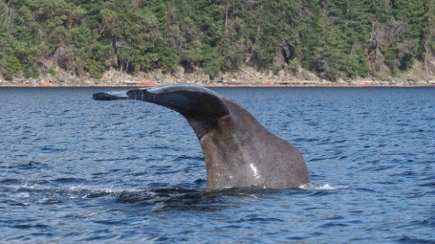 'Extremely rare' inshore sperm whale sighting caught on camera off Nanaimo