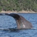 'Extremely rare' inshore sperm whale sighting caught on camera off Nanaimo