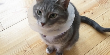 Nova Scotia becomes 1st province to ban cat declawing