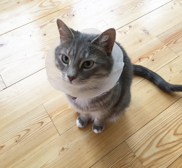 Nova Scotia becomes 1st province to ban cat declawing