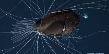 Love at first bite: The bizarre, parasitic mating ritual of the anglerfish caught on video