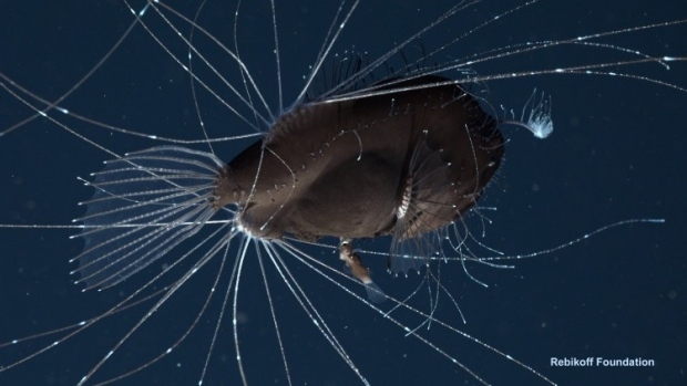 Love at first bite: The bizarre, parasitic mating ritual of the anglerfish caught on video