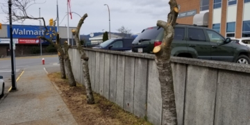 Musician hopes to salvage grandfather's legacy by turning destroyed cherry trees into instruments
