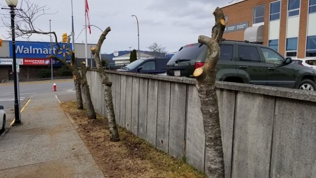 Musician hopes to salvage grandfather's legacy by turning destroyed cherry trees into instruments