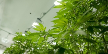 Trudeau government avoids defeat on key pot bill vote