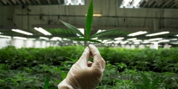 Pot farms spark concern over B.C. food security, petition aims to ban weed from ALR