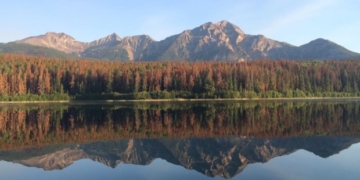 Thinning of trees infested by pine beetles begins Monday in Jasper National Park