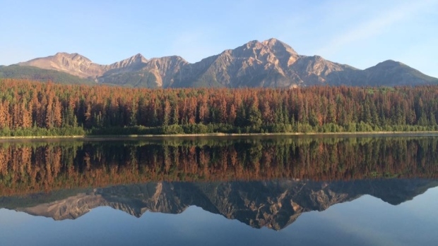Thinning of trees infested by pine beetles begins Monday in Jasper National Park